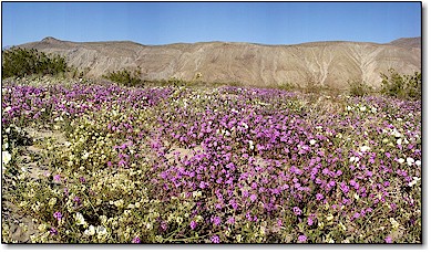 coyote creek wildflowers